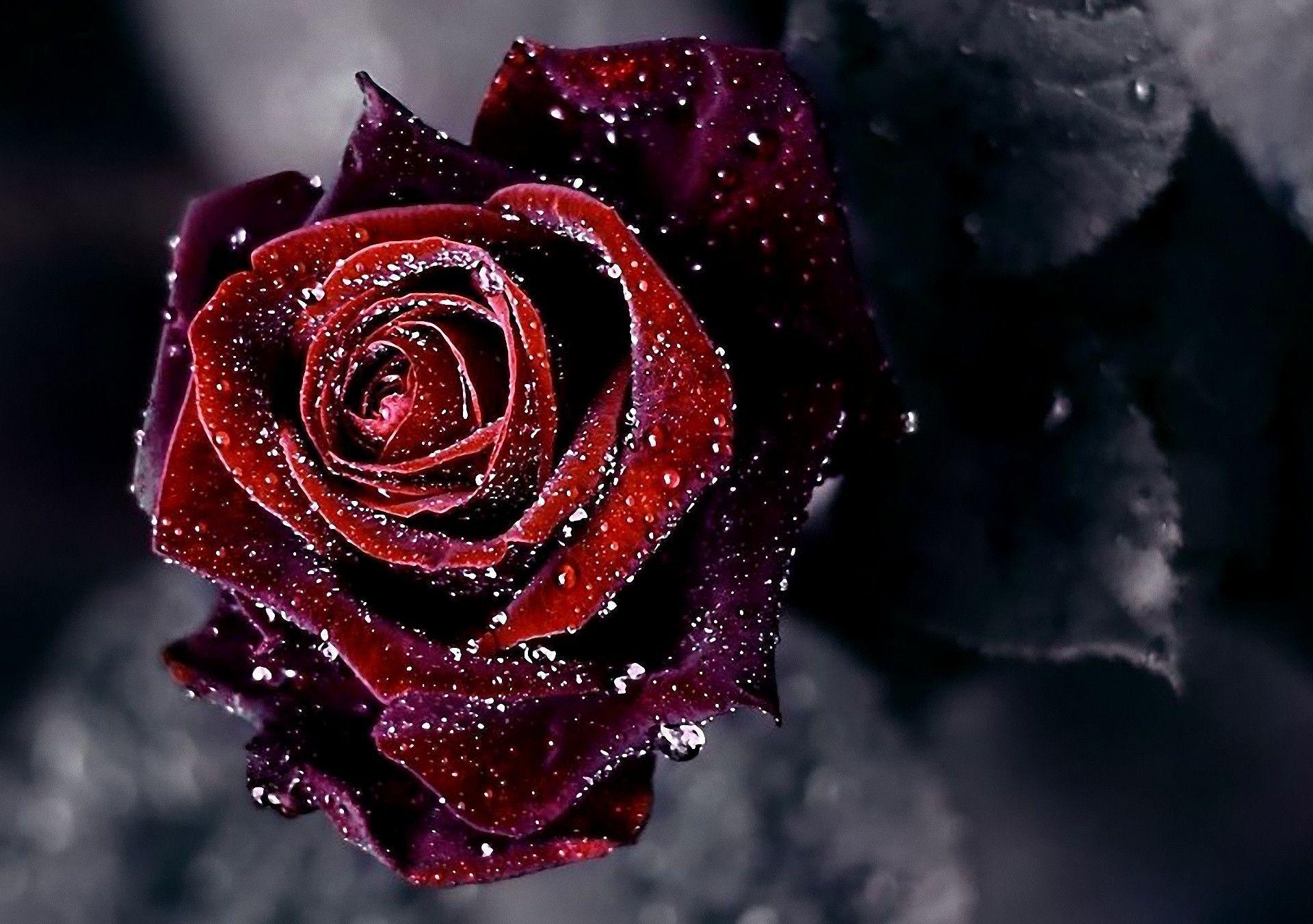 Hd Flower Wallpapers 1080P Rose / Download wallpaper 1920x1080 roses, bouquet, flowers, dark