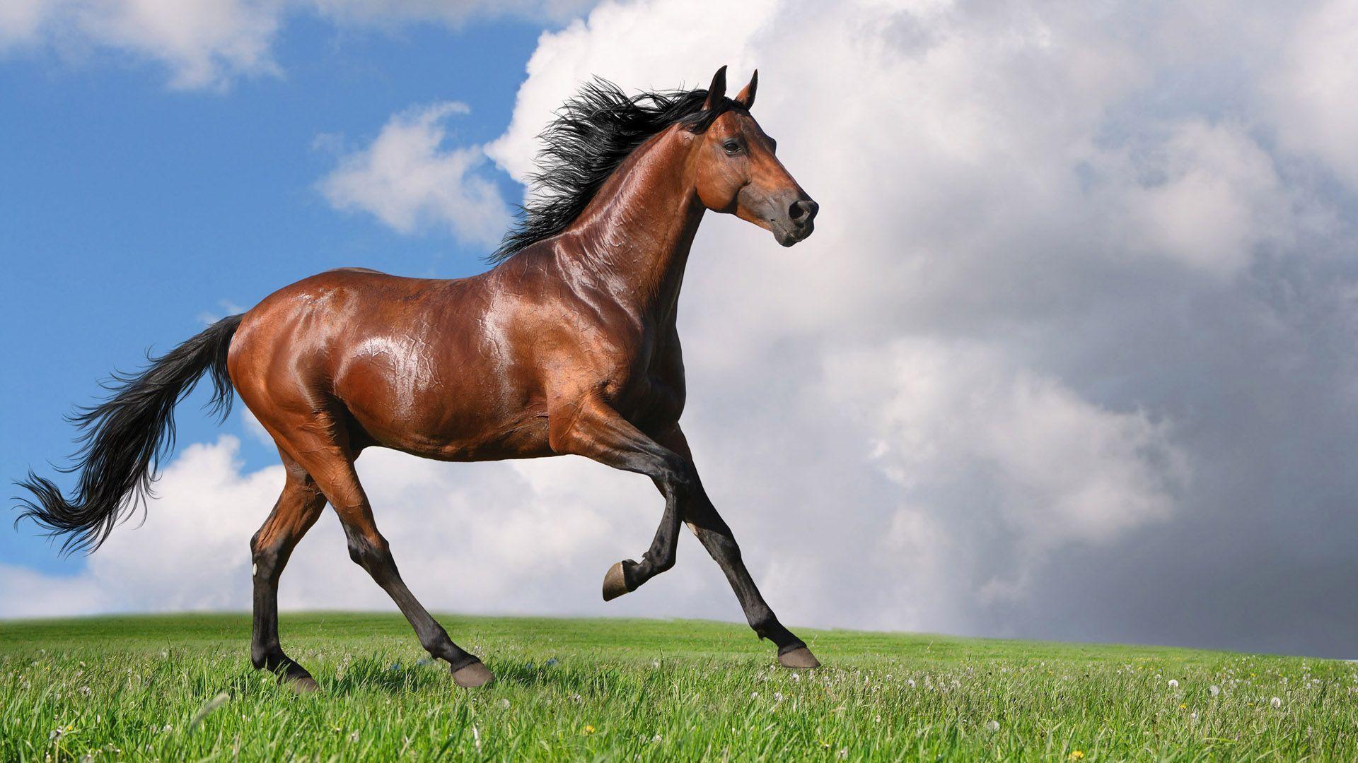 image For > Horse Background HD