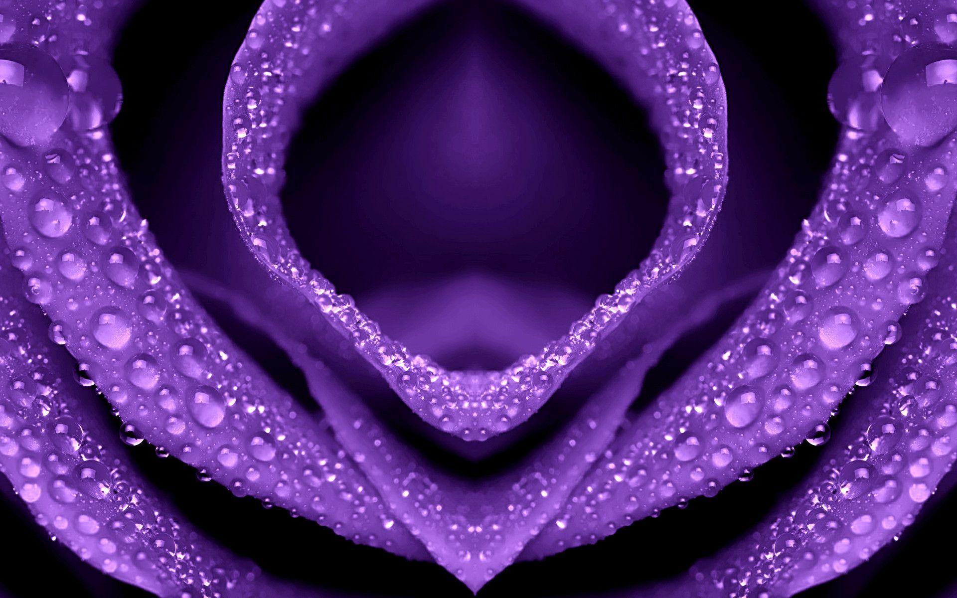Purple Flowers Wallpaper, Free Image, Top Flowers Image