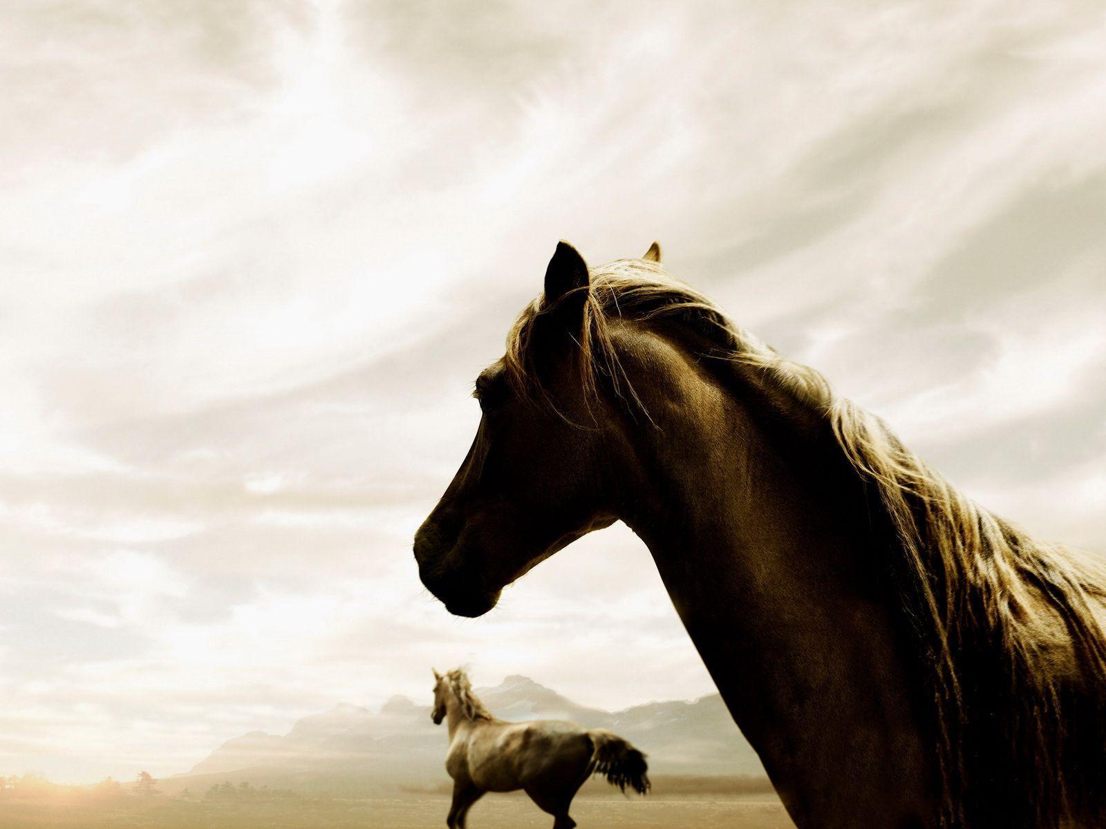 Animals For > Horse Background HD