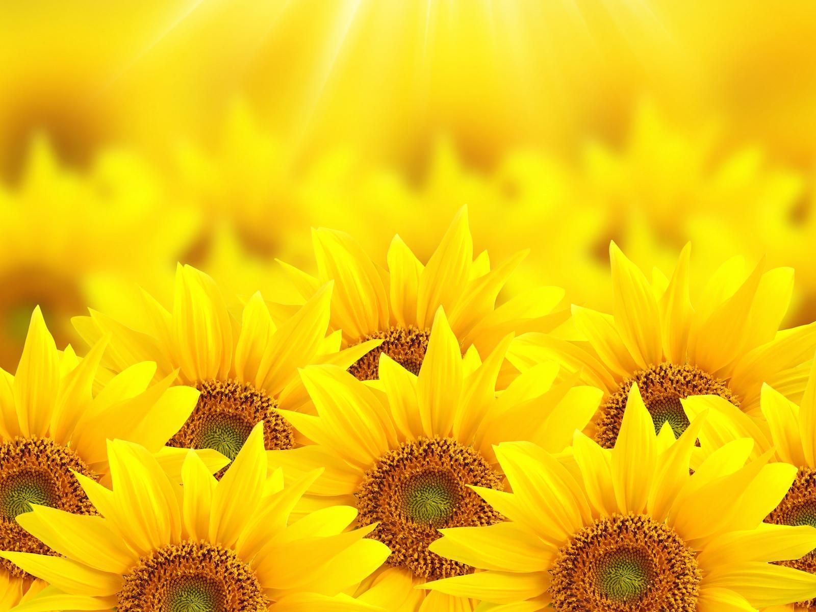 Early Sunflowers wallpaper