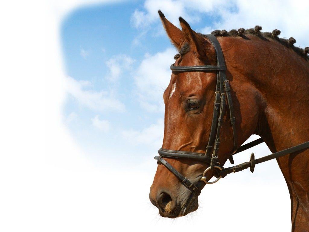 dressage equestrian sport