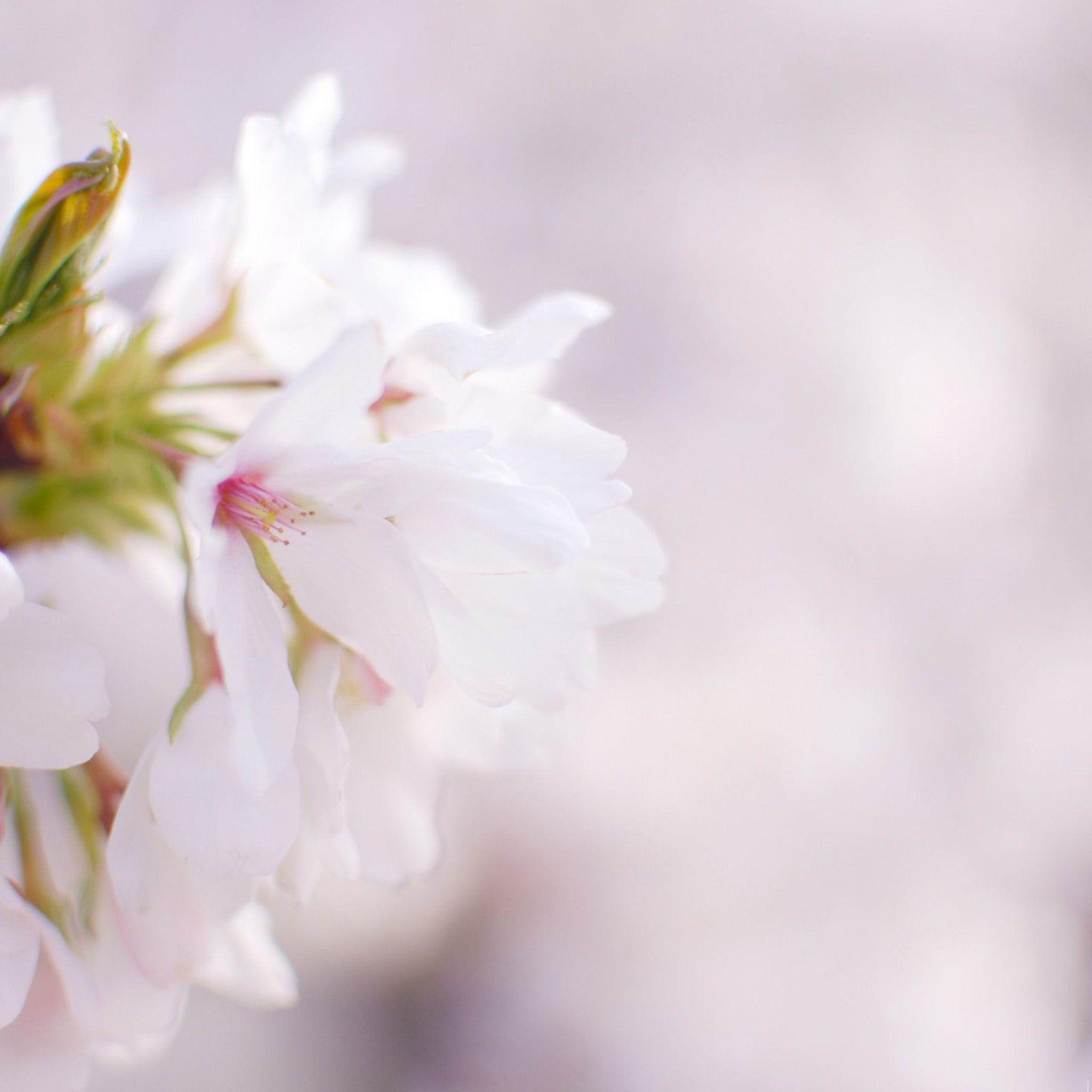White Cherry Blossom Beauty Spring Desktop / HD iPad Wallpaper