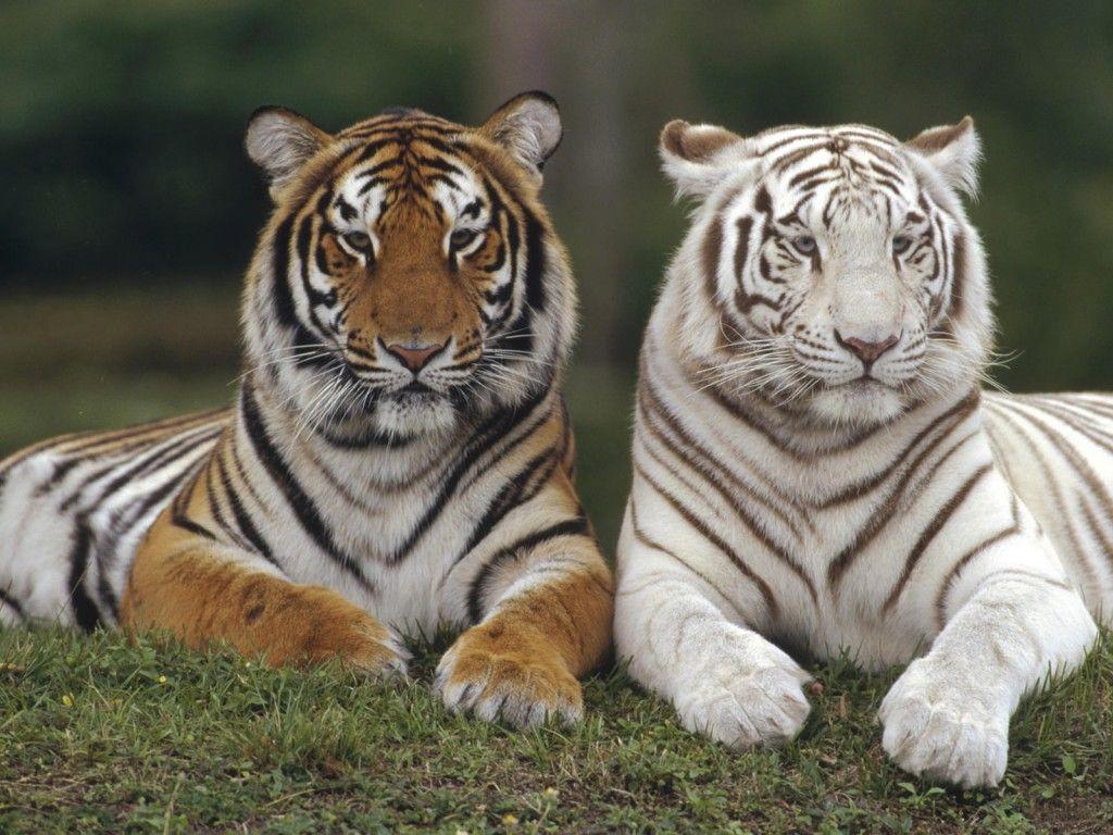 White Bengal Tiger Picture