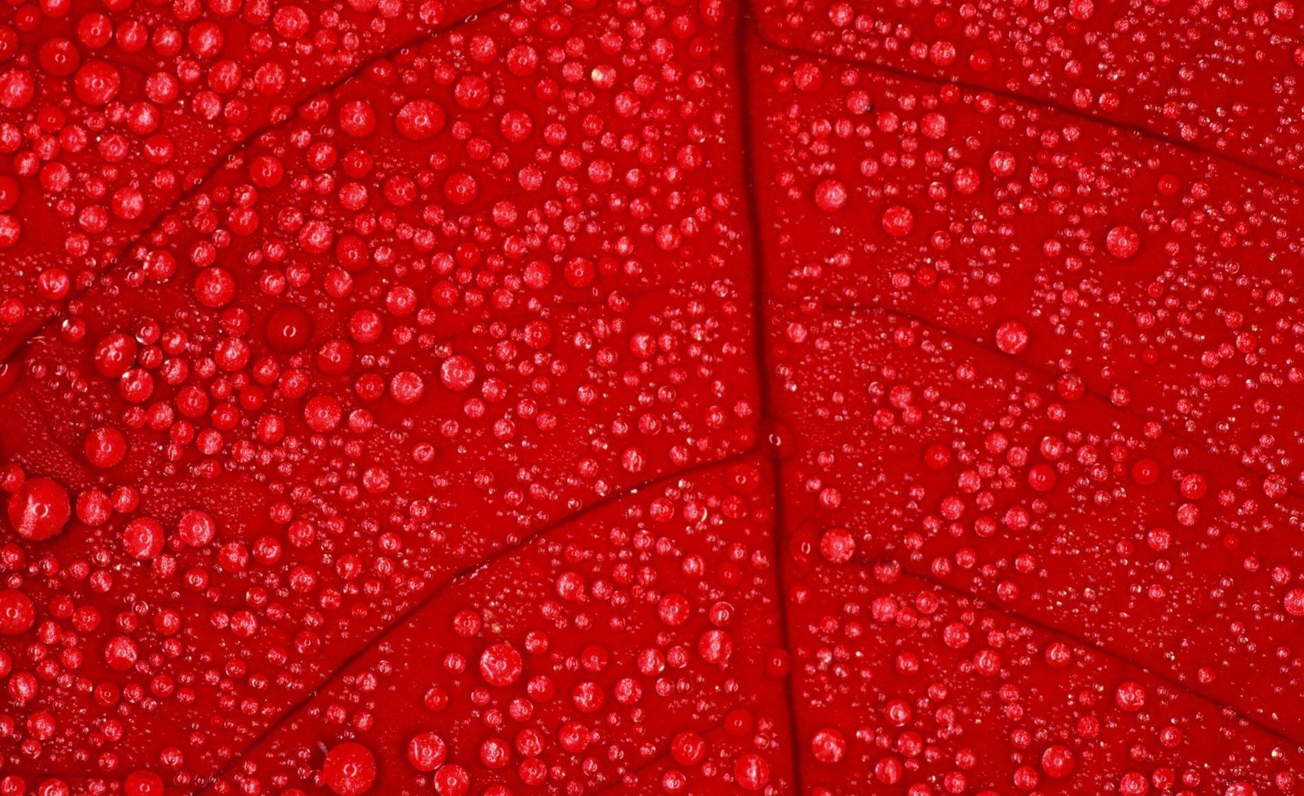 Crisp Red Wallpaper For Desktop, Laptop and Tablet Devices