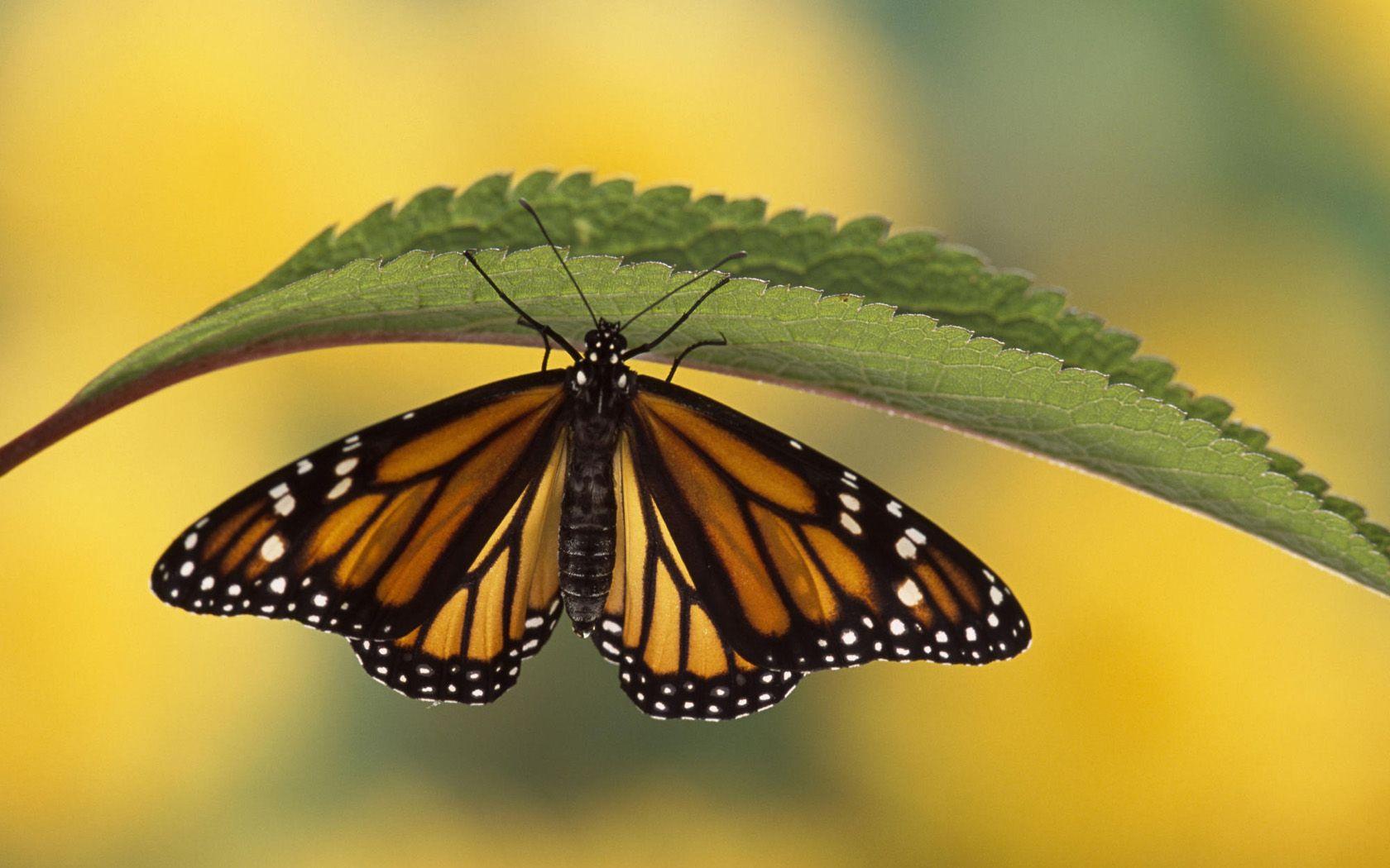 Monarch Butterfly Background Animal Picture Monarch Butterfly