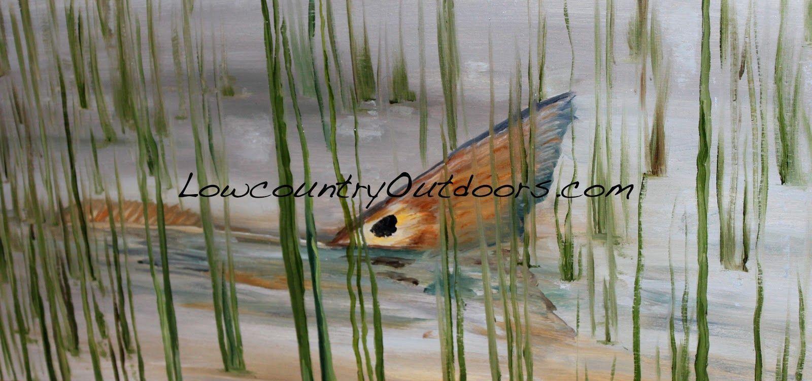 image For > Redfish Tail Drawing