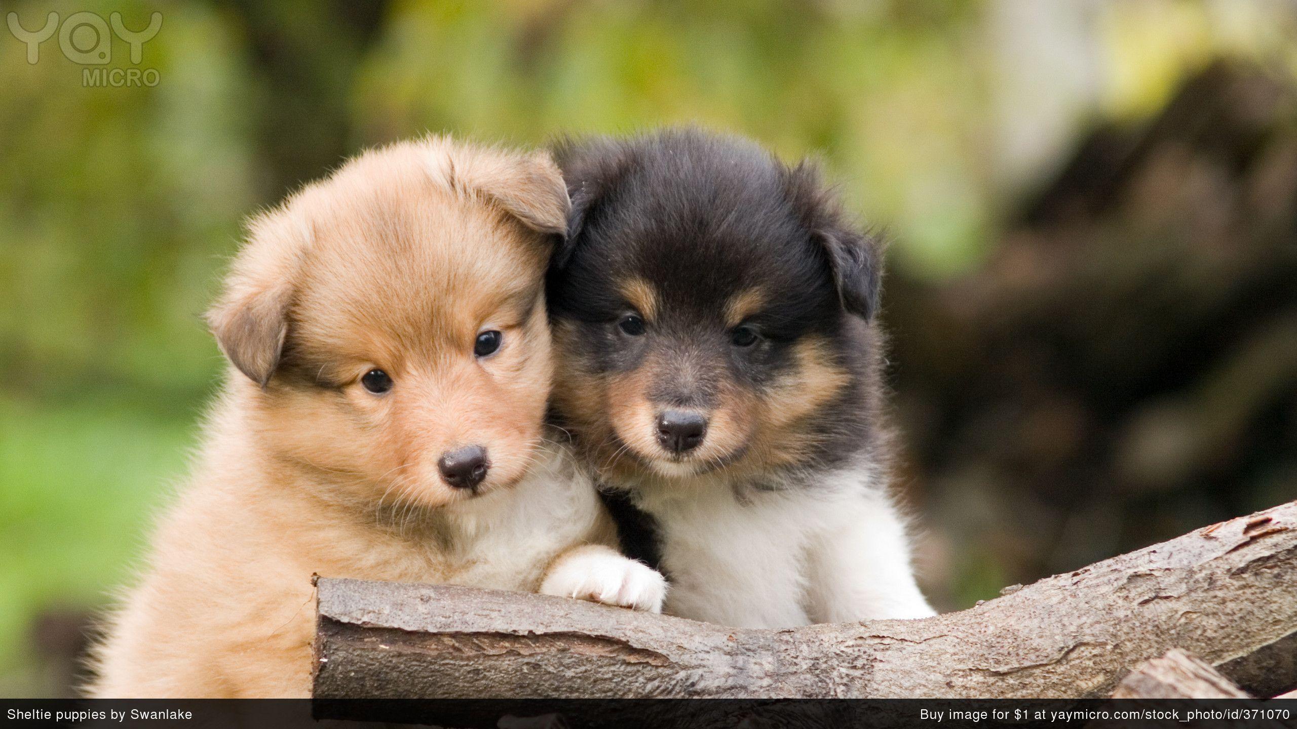 Shetland Sheepdog Wallpapers - Wallpaper Cave