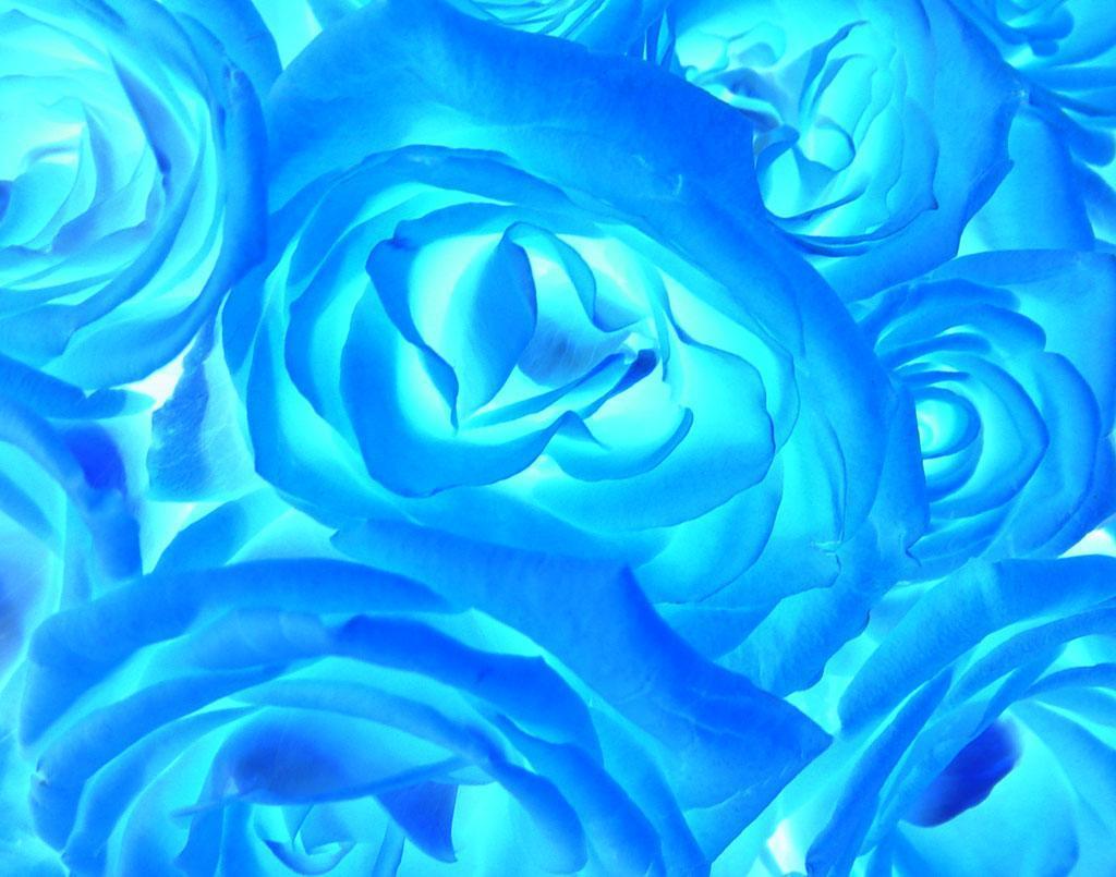 Neon Rose Wallpaper and Picture Items