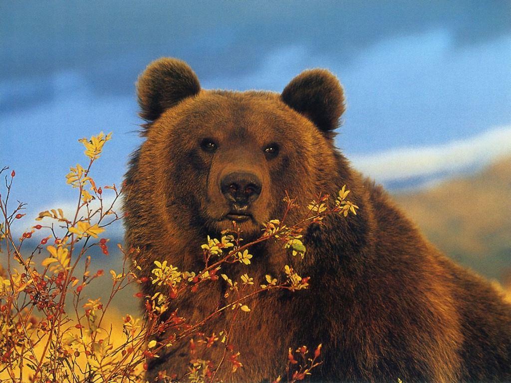 Brown Bear Wallpaper