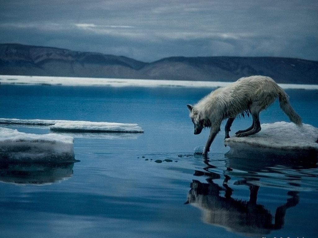 artic wolf national geographic wallpaper dddx
