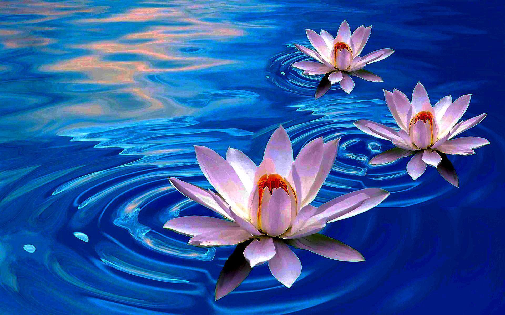 Lotus Flower Wallpapers  Wallpaper Cave