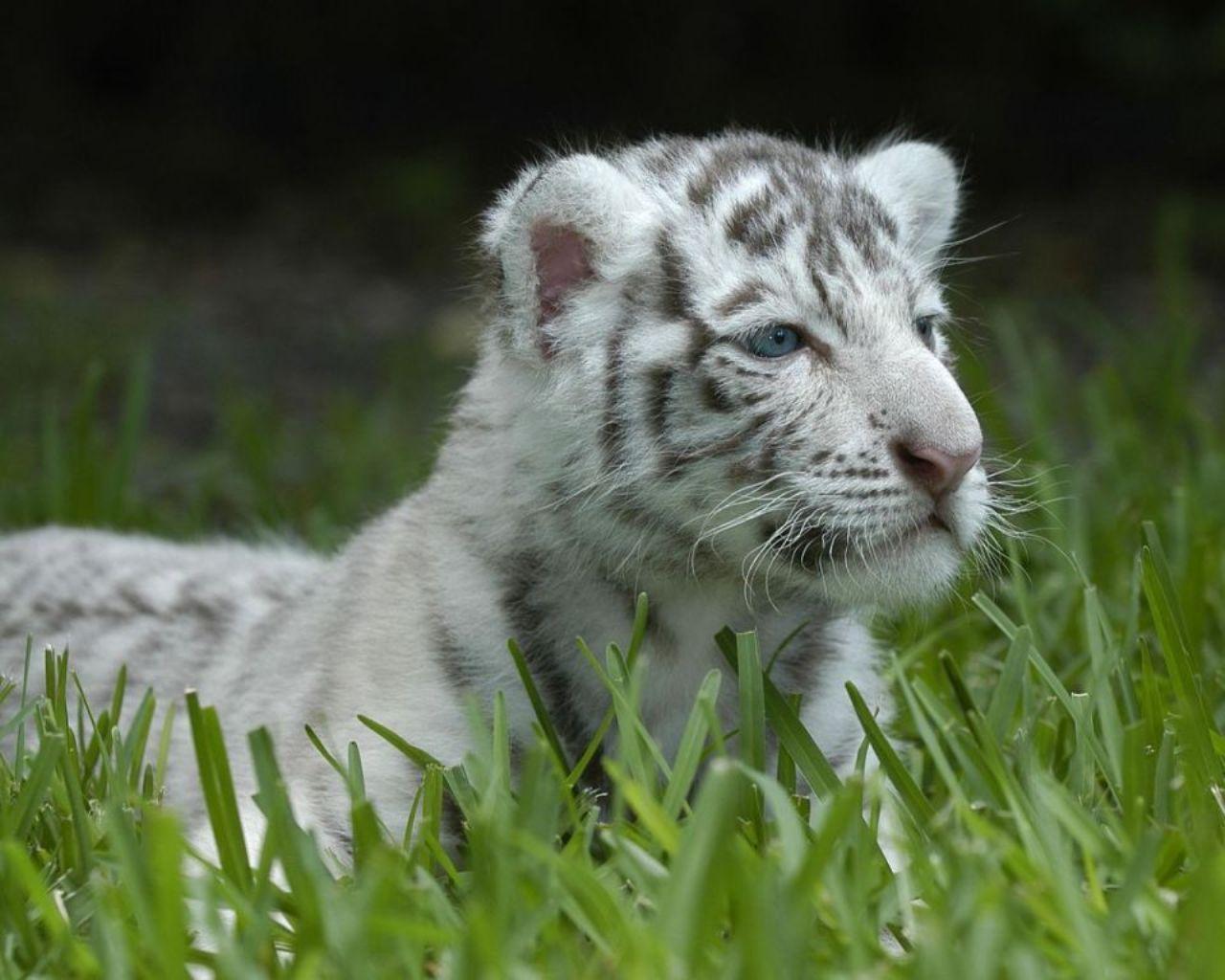 image For > Picture Of Baby White Tigers Cubs