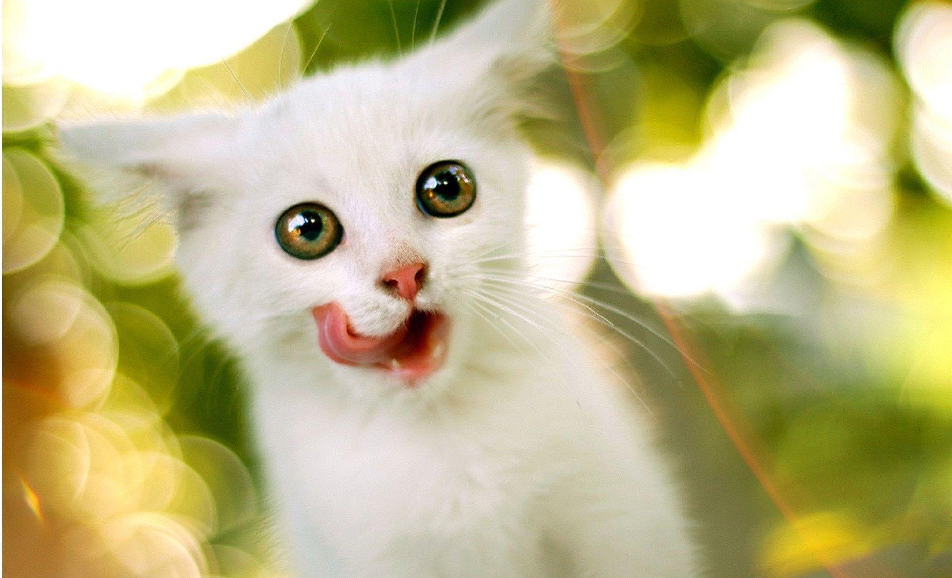 Cute White Cat Wallpaper Photo Widescreen Wallpaper