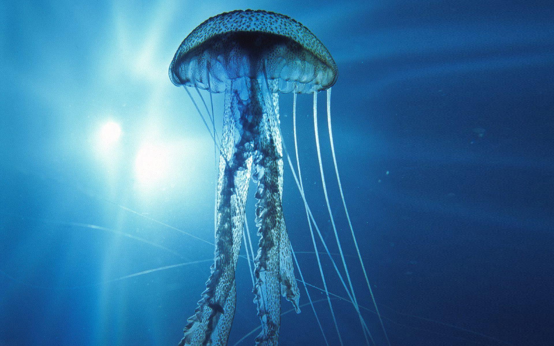 Box Jellyfish Wallpaper Image & Picture