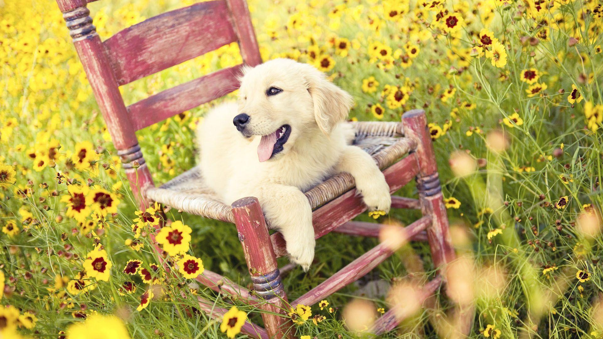 Desktop Background HD Animals Dog. Free Download Wallpaper
