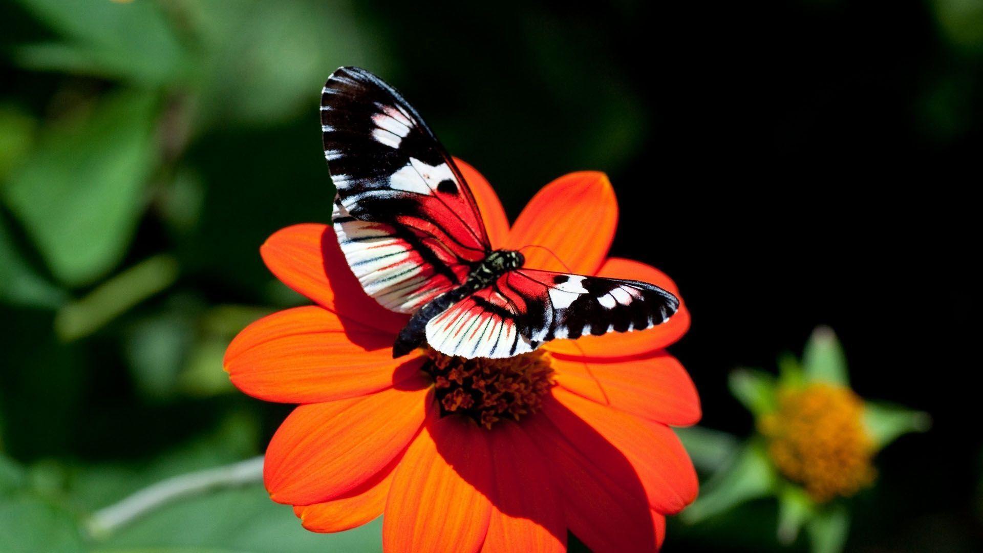 Awesome Colorful Butterfly HD Wallpaper 1080p HD Background