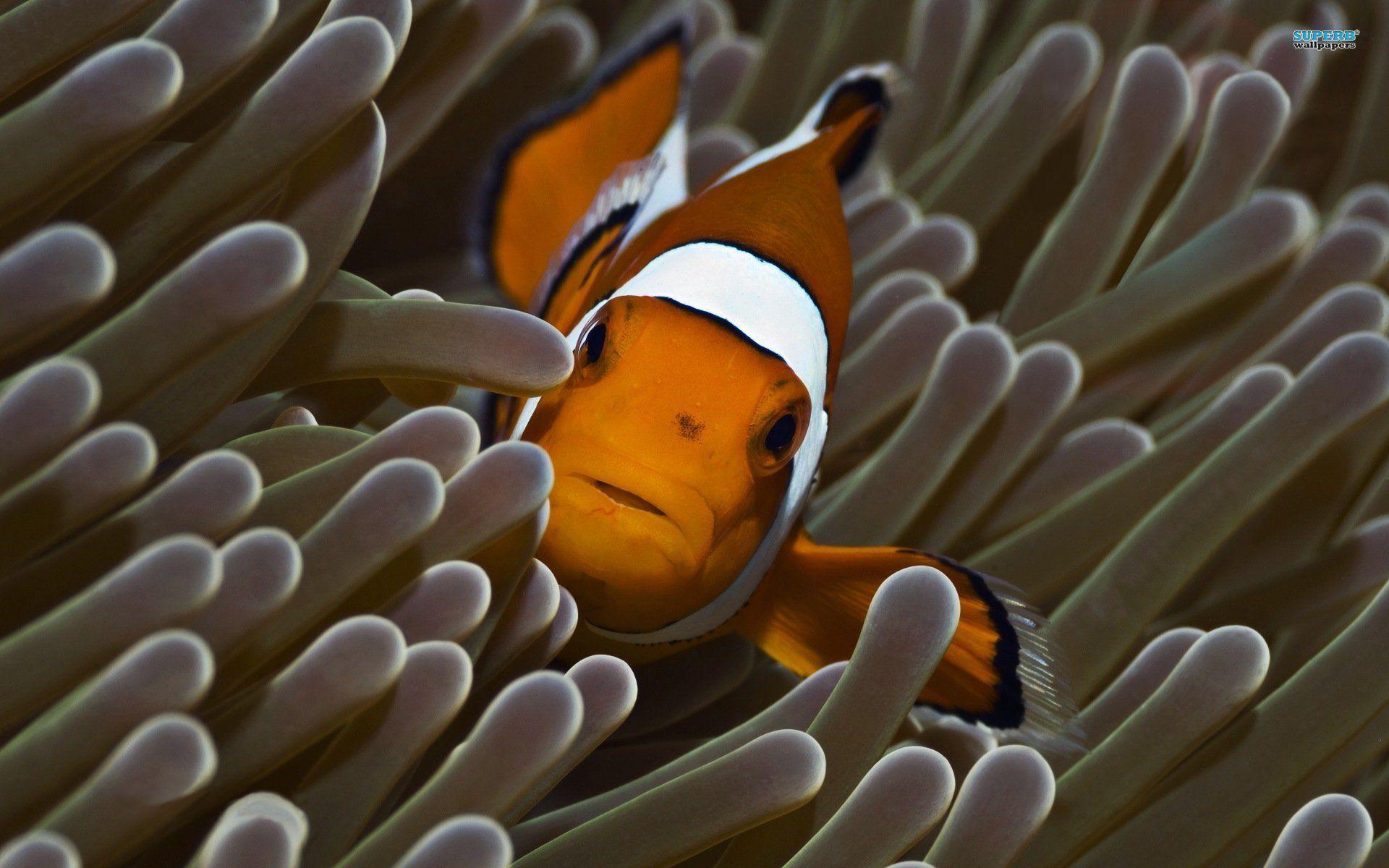 Related Picture Animated Clown Fish Mobile Wallpaper Animated Car