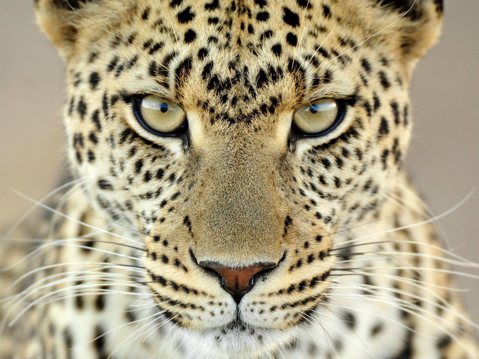 Leopard Big Cats Wallpaper HD Wallpaper
