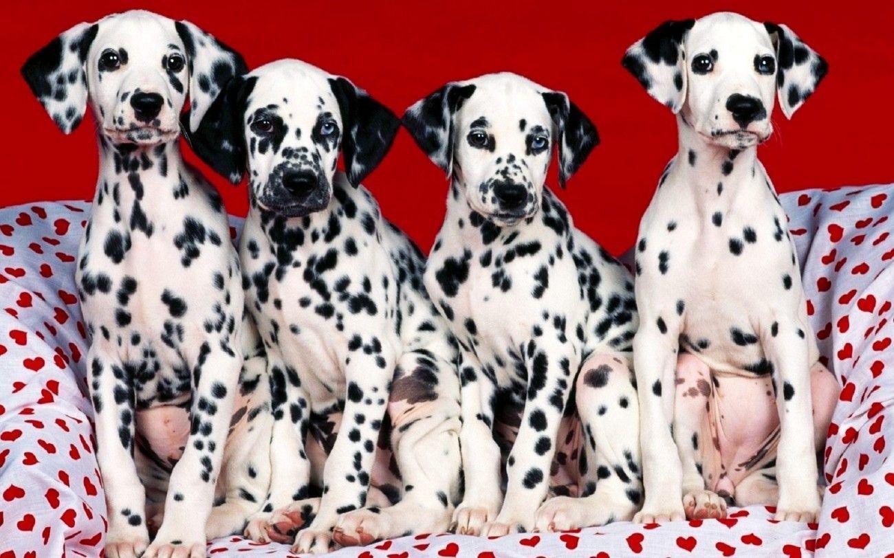 HD Dalmatian Wallpaper. All Puppies Picture and Wallpaper