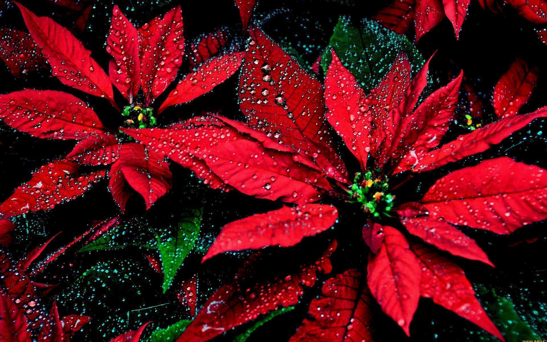 Poinsettia wallpaper