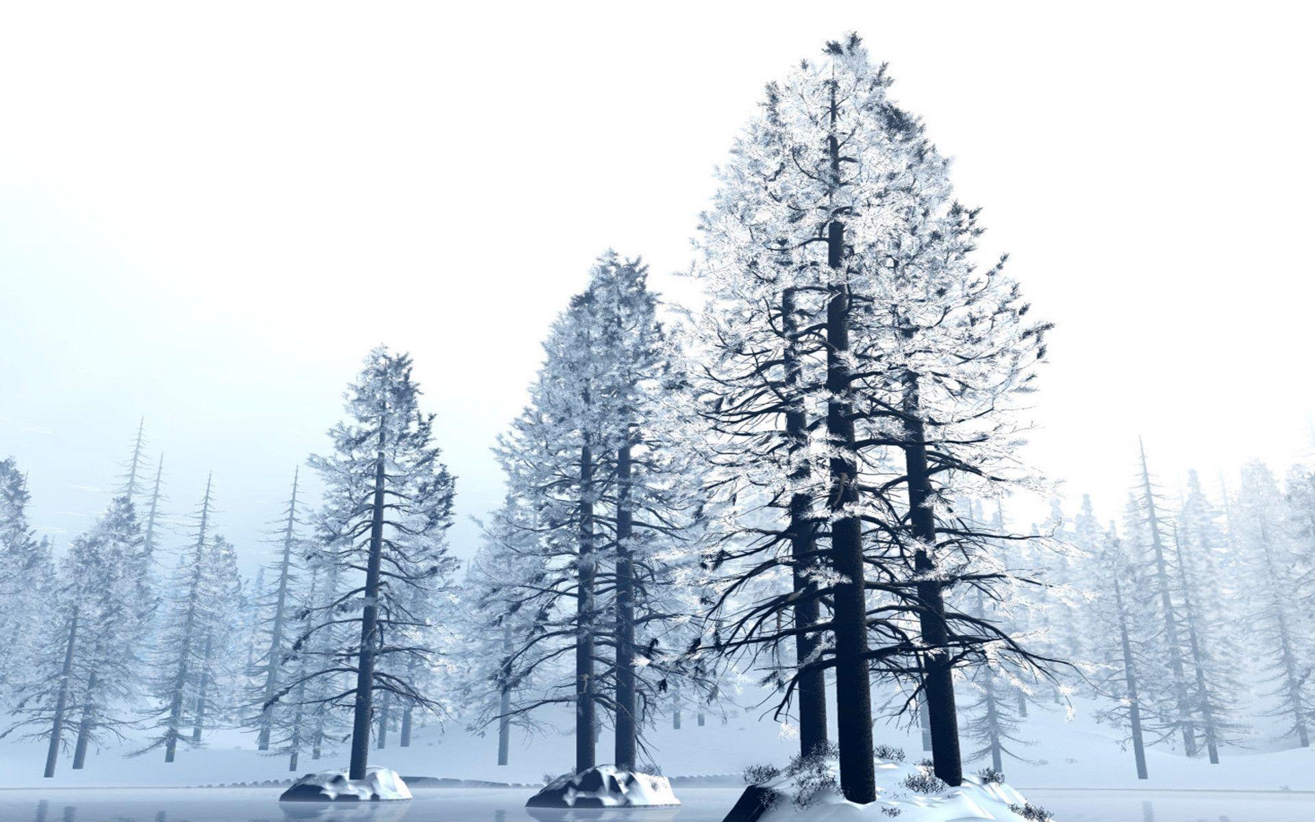 Snow Pine Tree HD free background