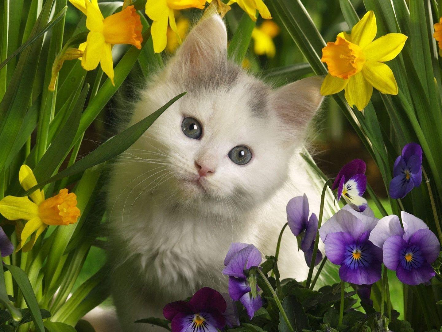 Kitten Among Flowers desktop wallpaper