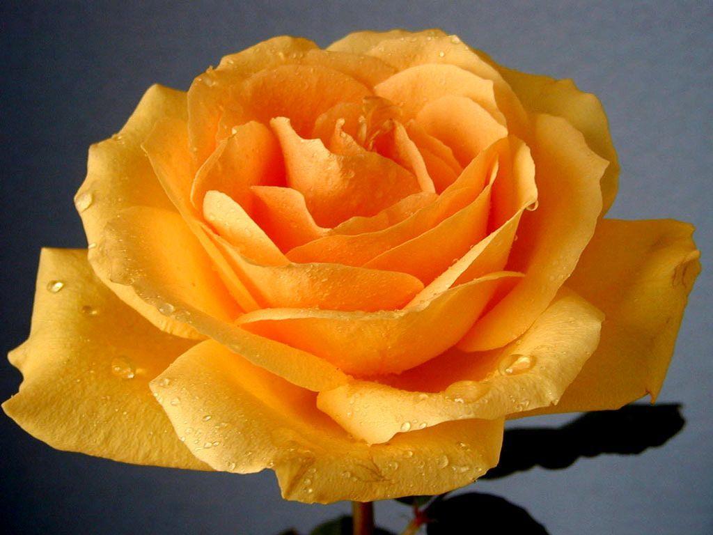 Yellow Rose Flowers Wallpaper HD 1080P 12 HD Wallpaper