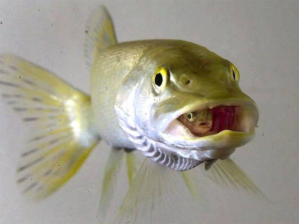 Desktop Wallpaper · Gallery · Animals · Fish Lunch. Free