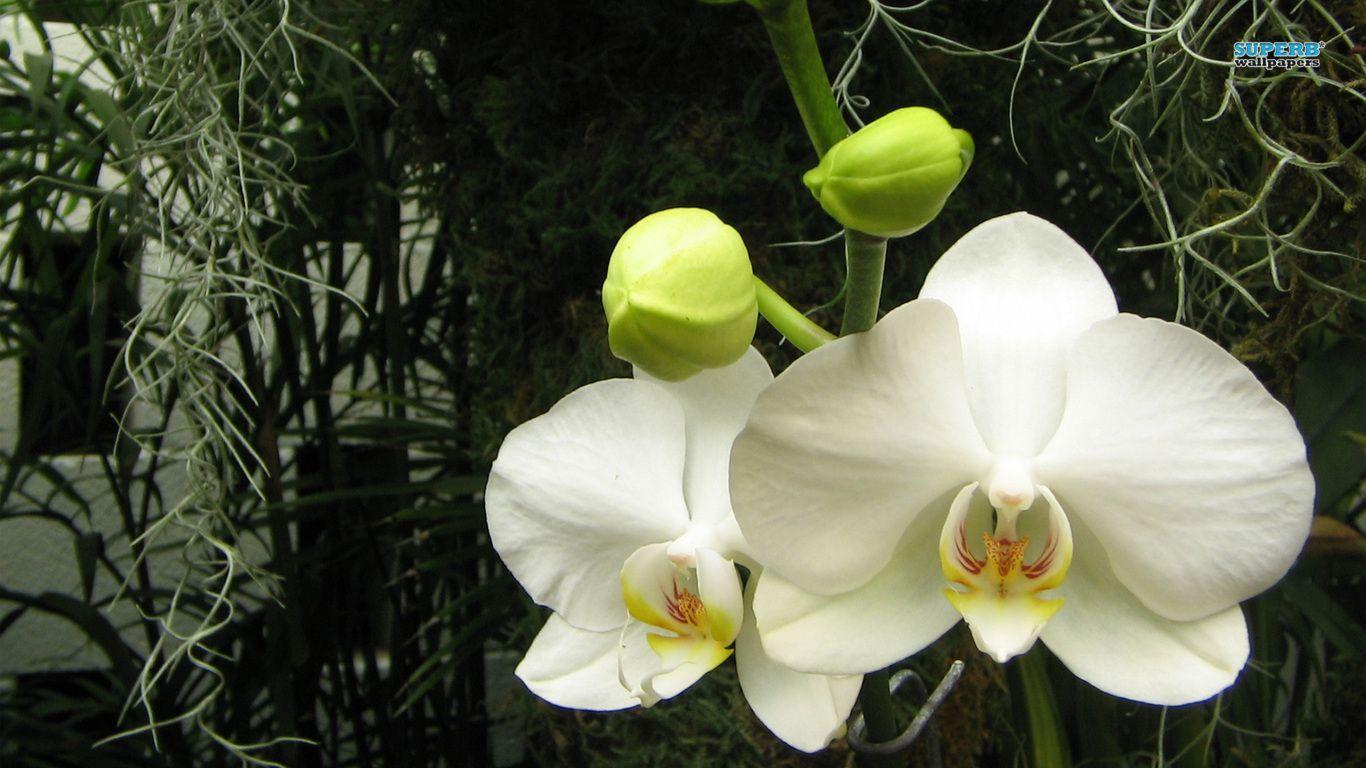 White Orchids Flowers White Orchids Wallpaper Flower Wallpaper