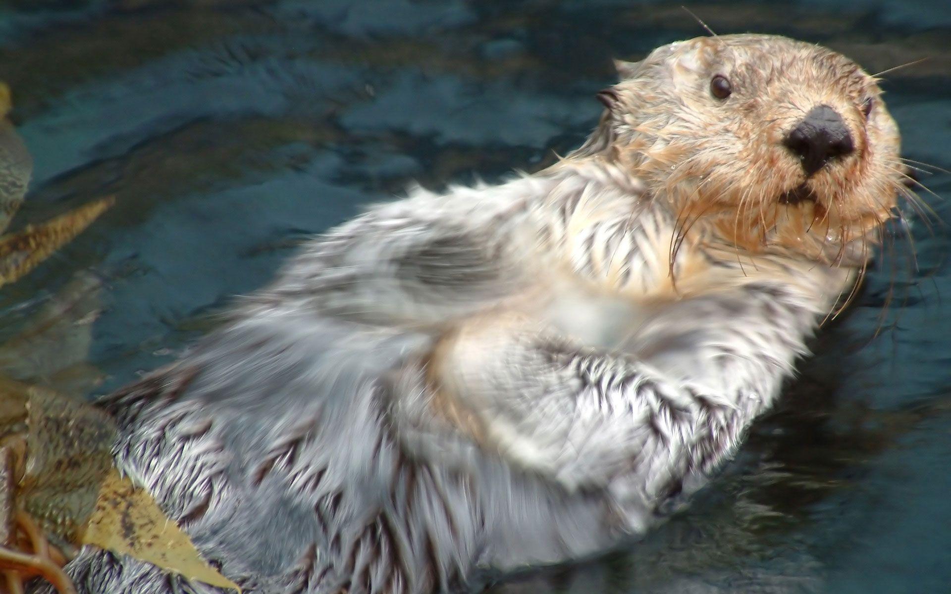 otter swimming background beautiful wildlife animals desktop
