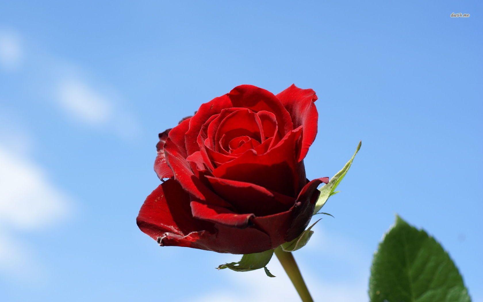 image For > Flowers Red Rose Wallpaper