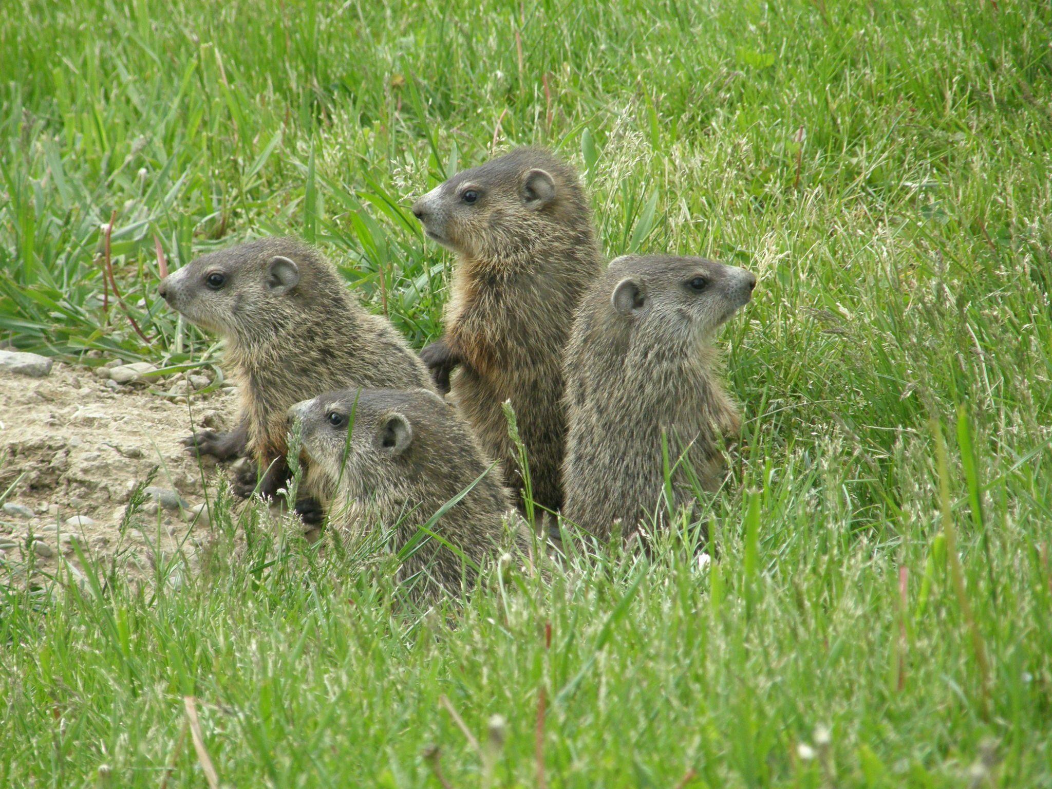 Groundhogs Image