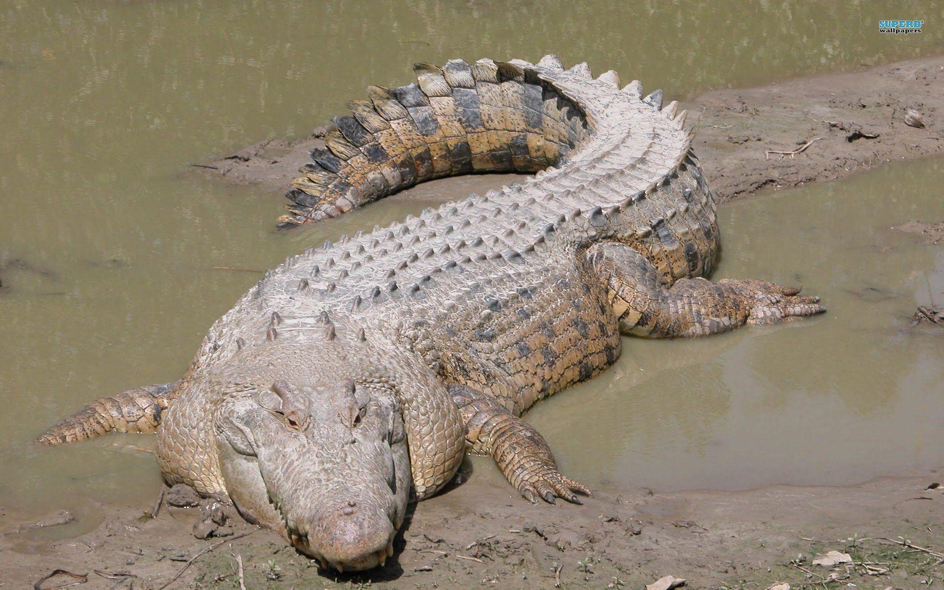 Crocodile 5667