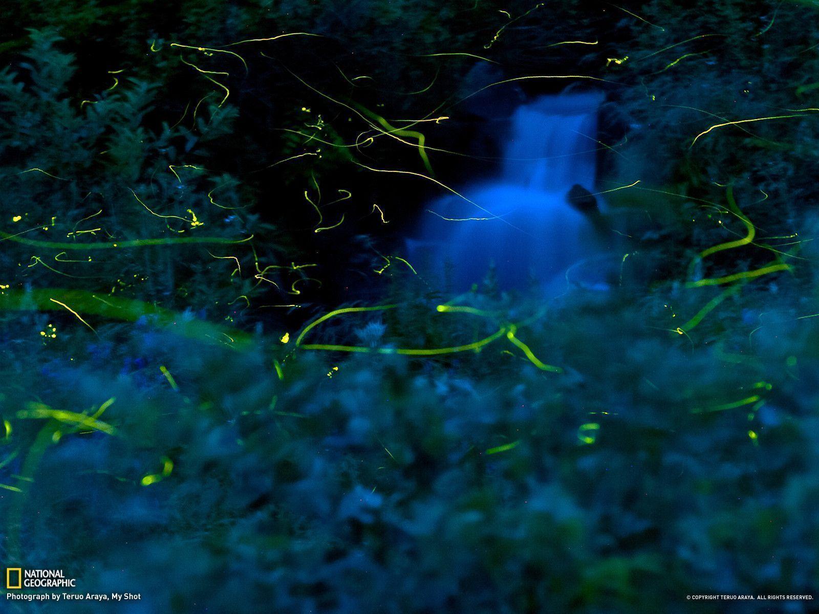 Firefly Picture - Nature Wallpaper - National Geographic Photo