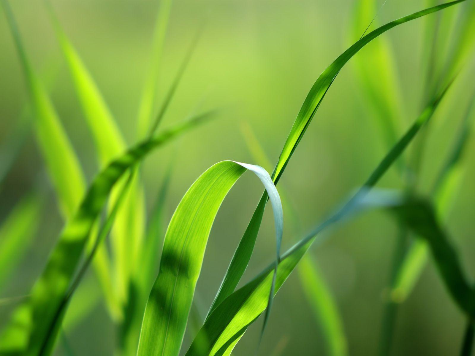 Wallpaper Green Grass