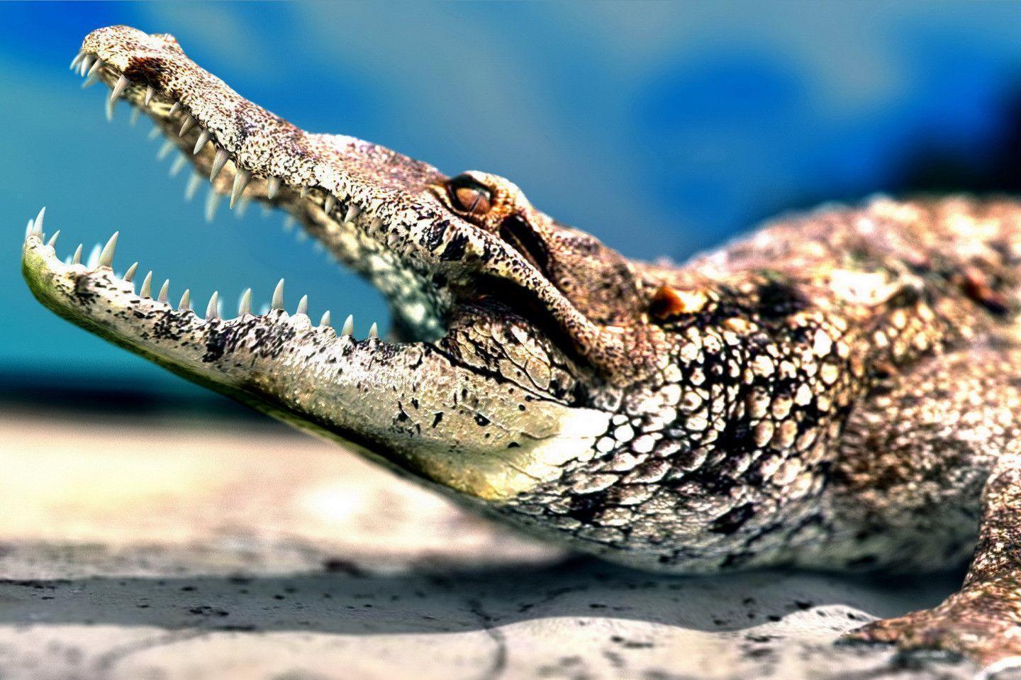 Crocodile widescreen wallpaper. Wide