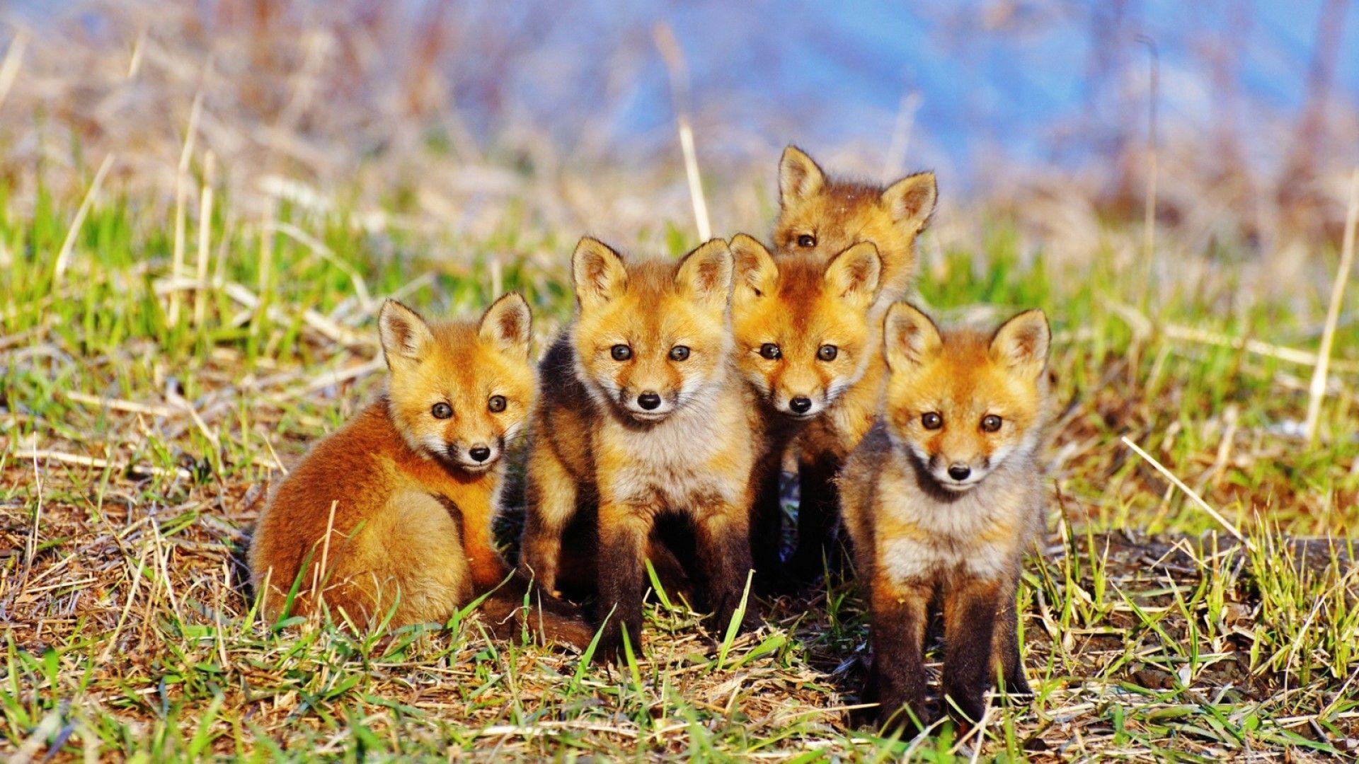 baby fox Wallpaper For Desktop taken from Cute Animal Wallpaper