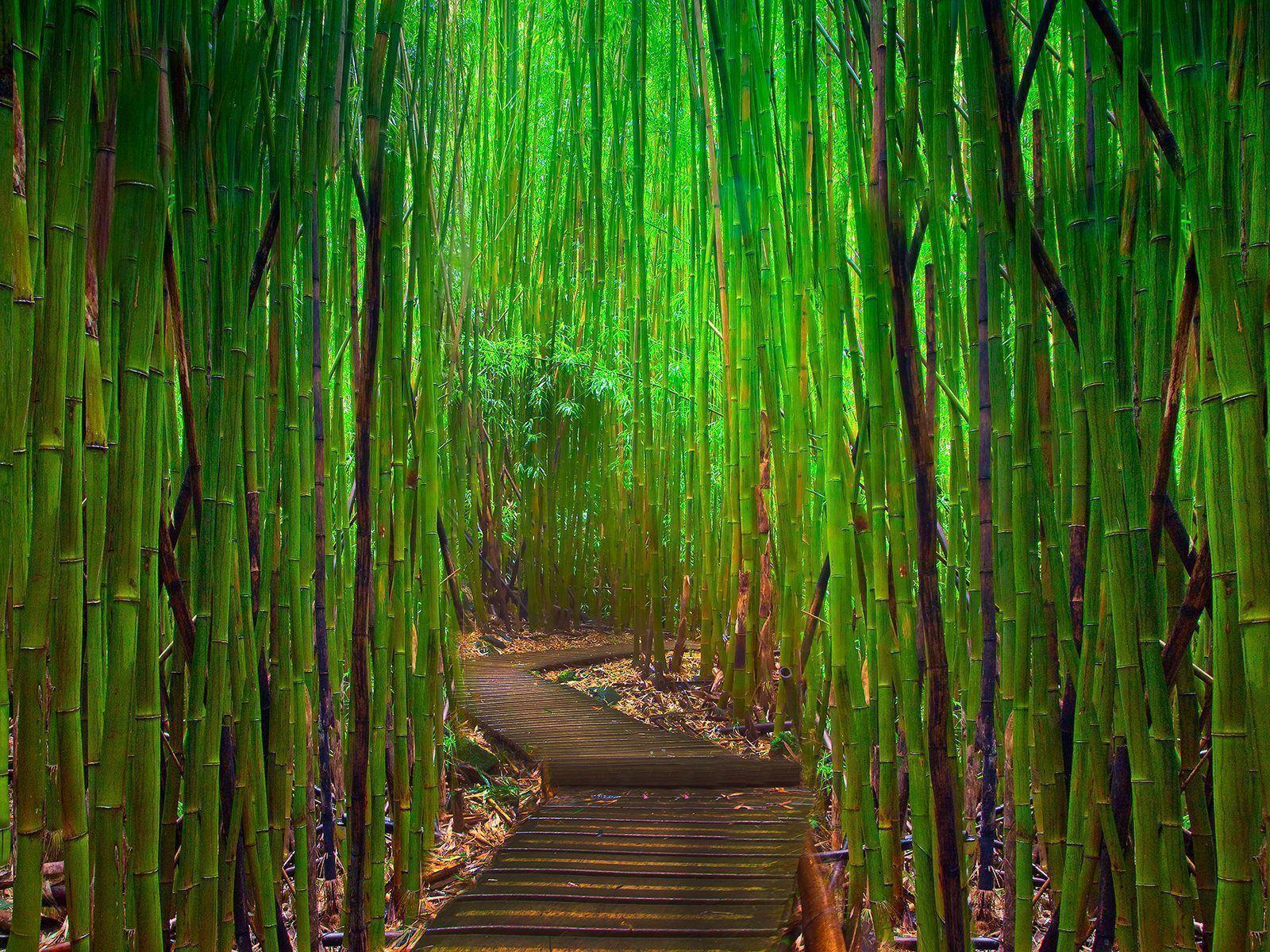 Very Green Bamboo / Nature / Desktop HD, iPhone, iPad Wallpaper