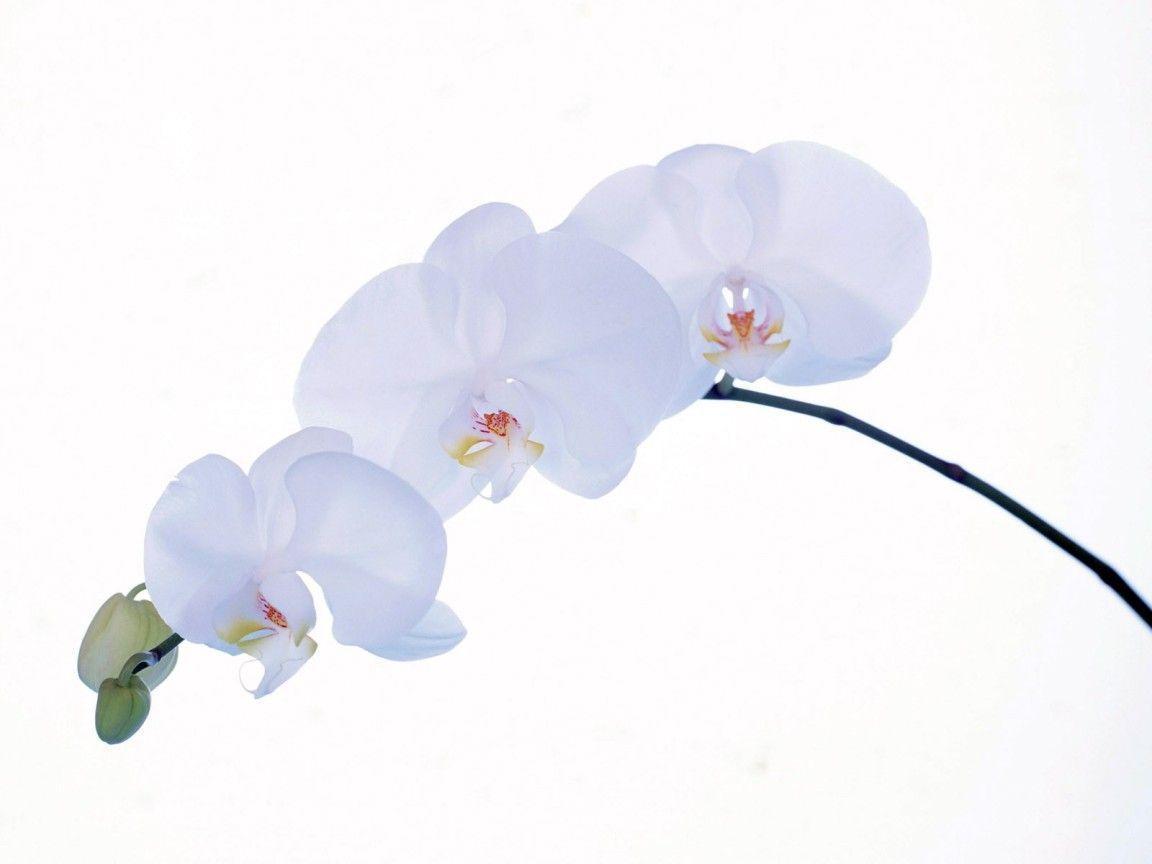 Pure White Orchid widescreen wallpaper. Wide