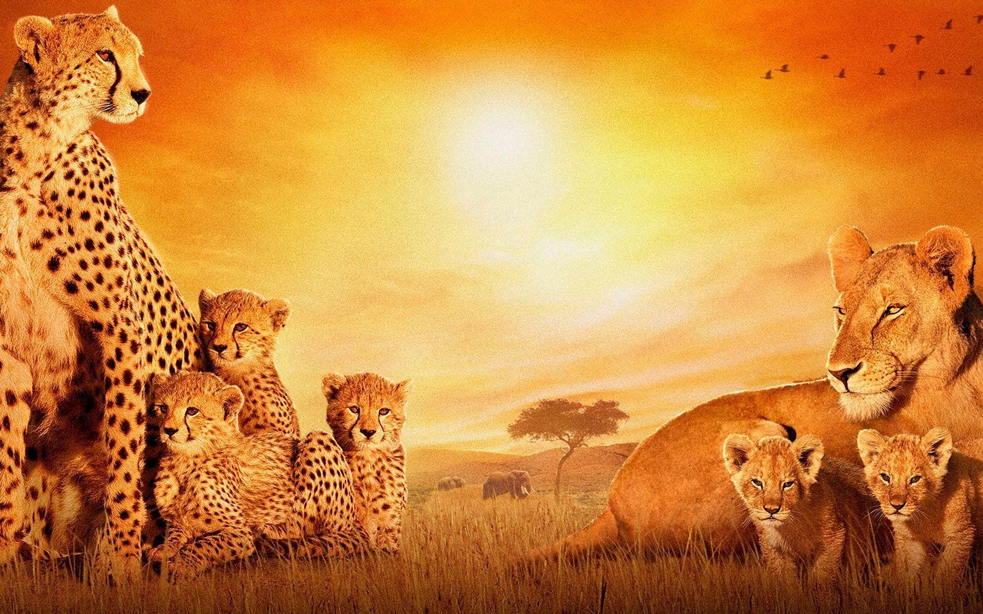 African Big Cats Wallpaper Wide or HD