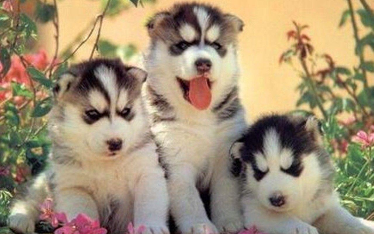 Cute Puppies Wallpaper ) wallpaper