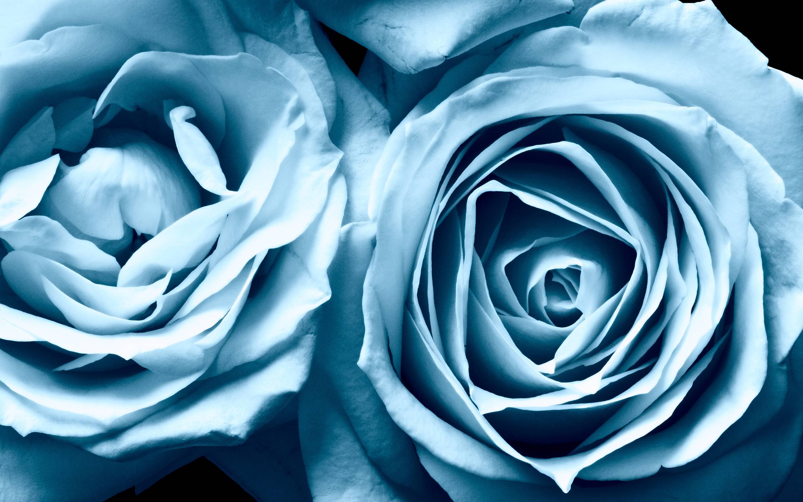 Wallpaper For > Light Blue Roses Wallpaper