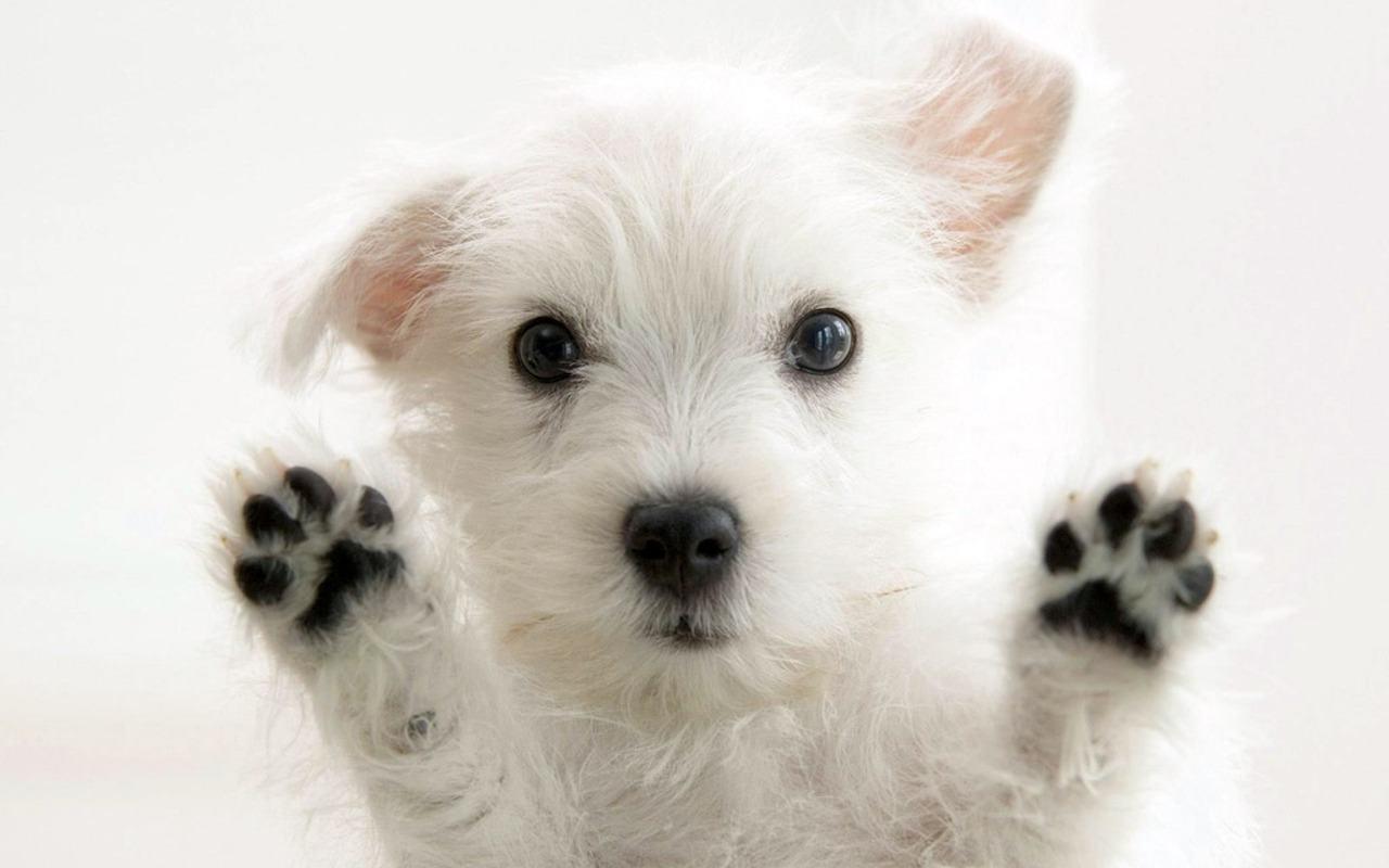 Wallpaper For > Cute Puppy Desktop Wallpaper