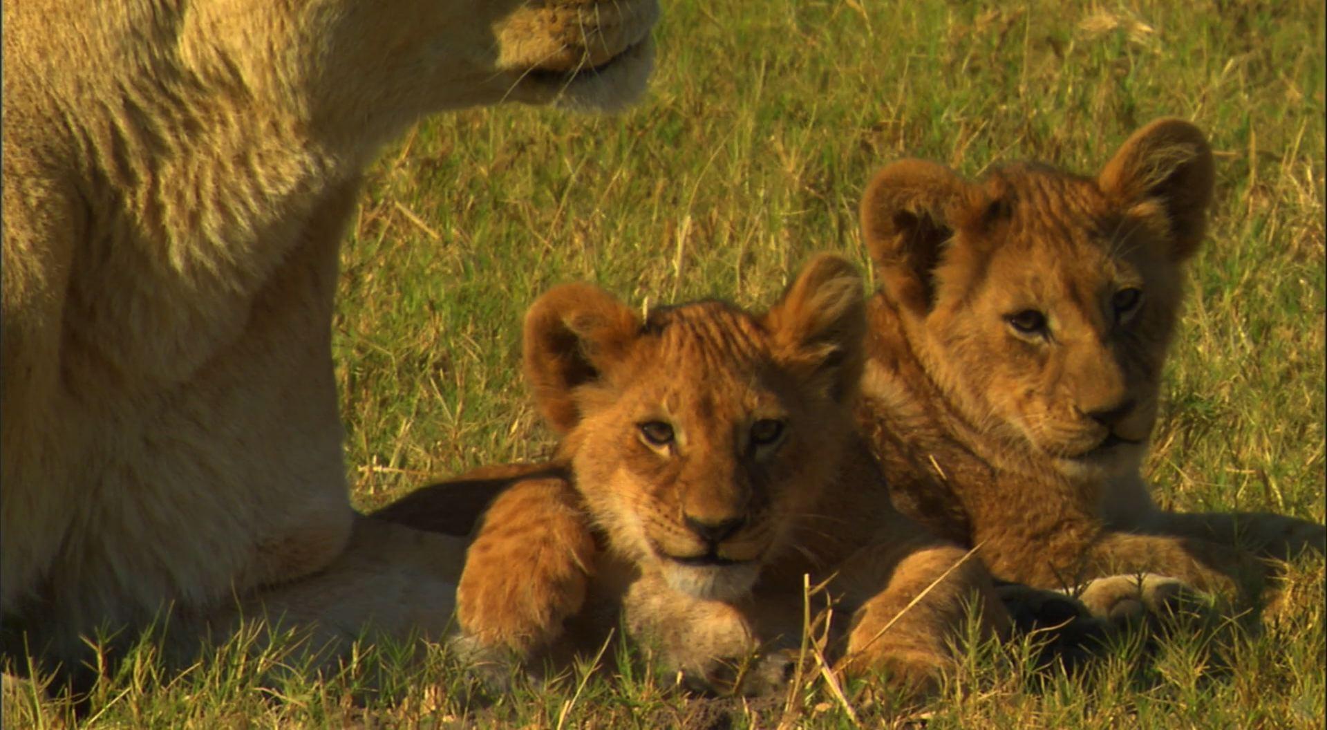 Lion and Cubs Desktop Wallpaper