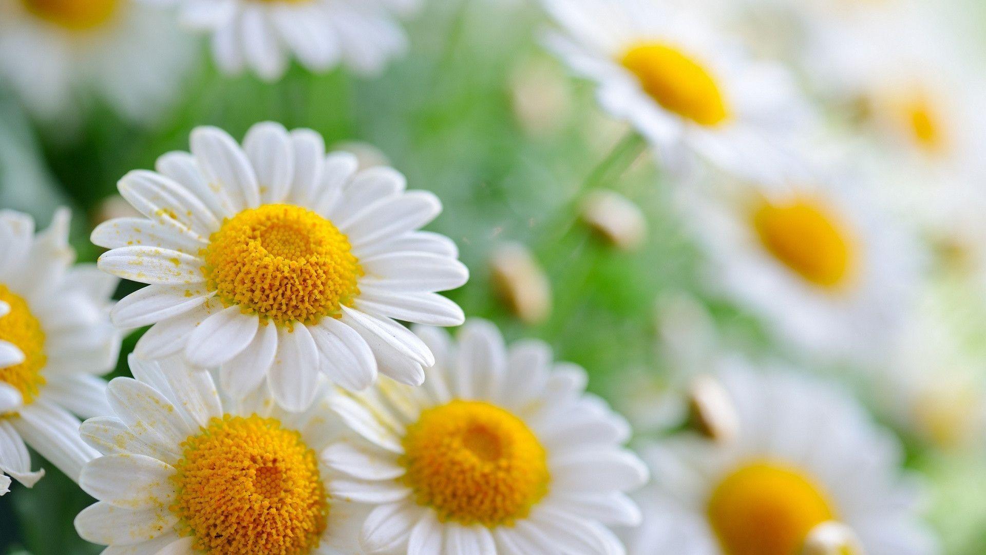 Wallpaper For > Daisies Background