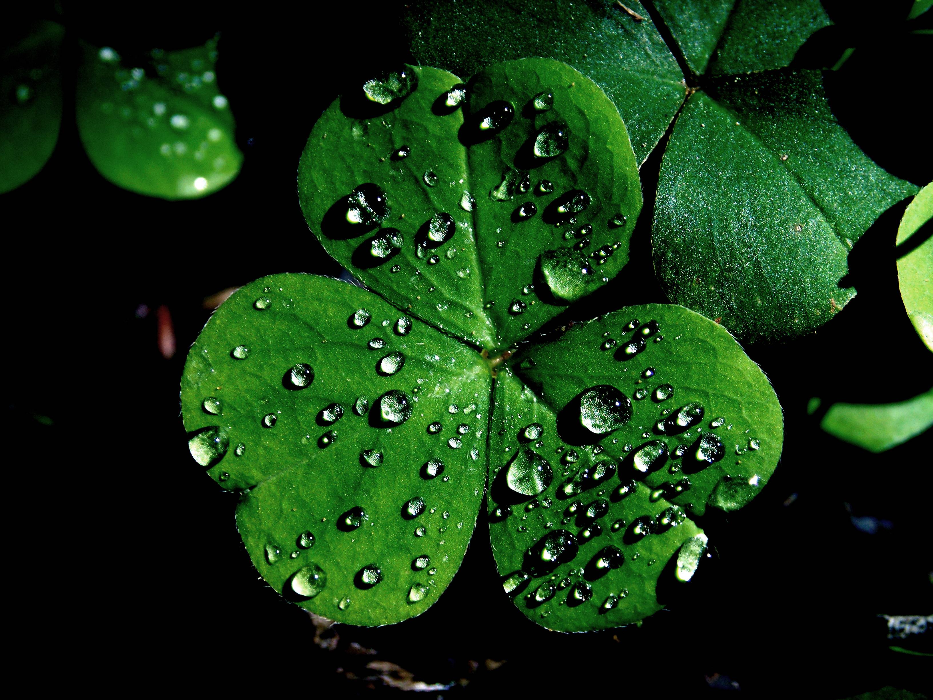 Shamrock Wallpapers - Wallpaper Cave