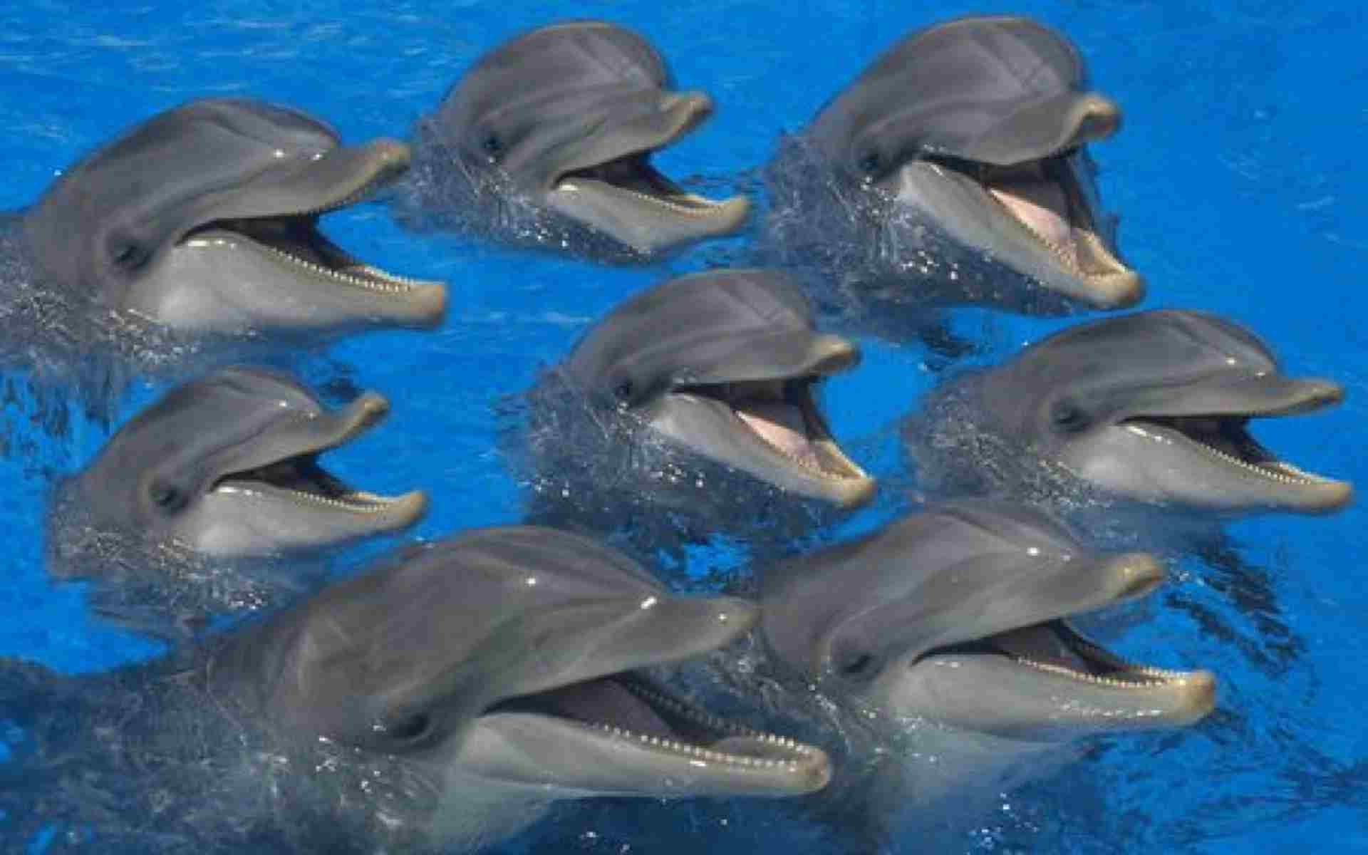 bottlenose dolphin wallpaper free background