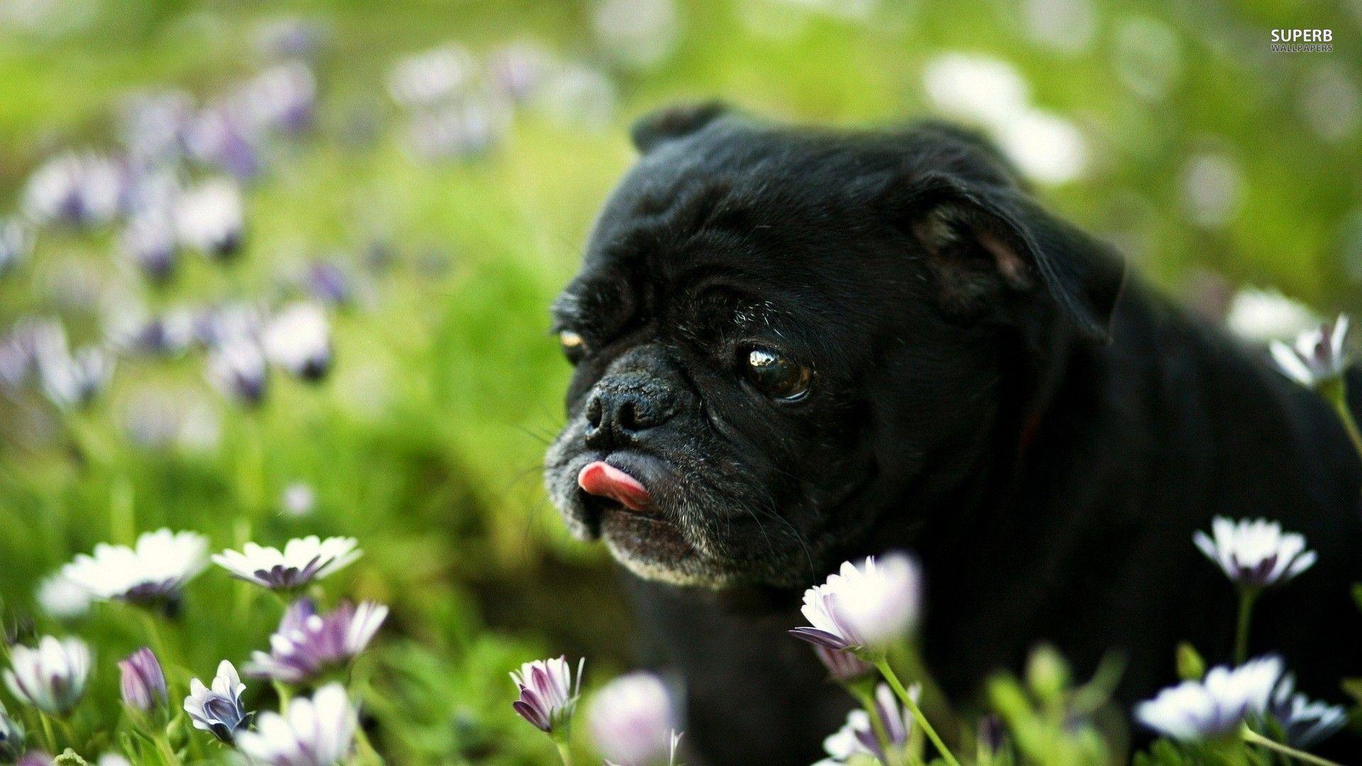 Pug Puppy Picture HD Wallpaper