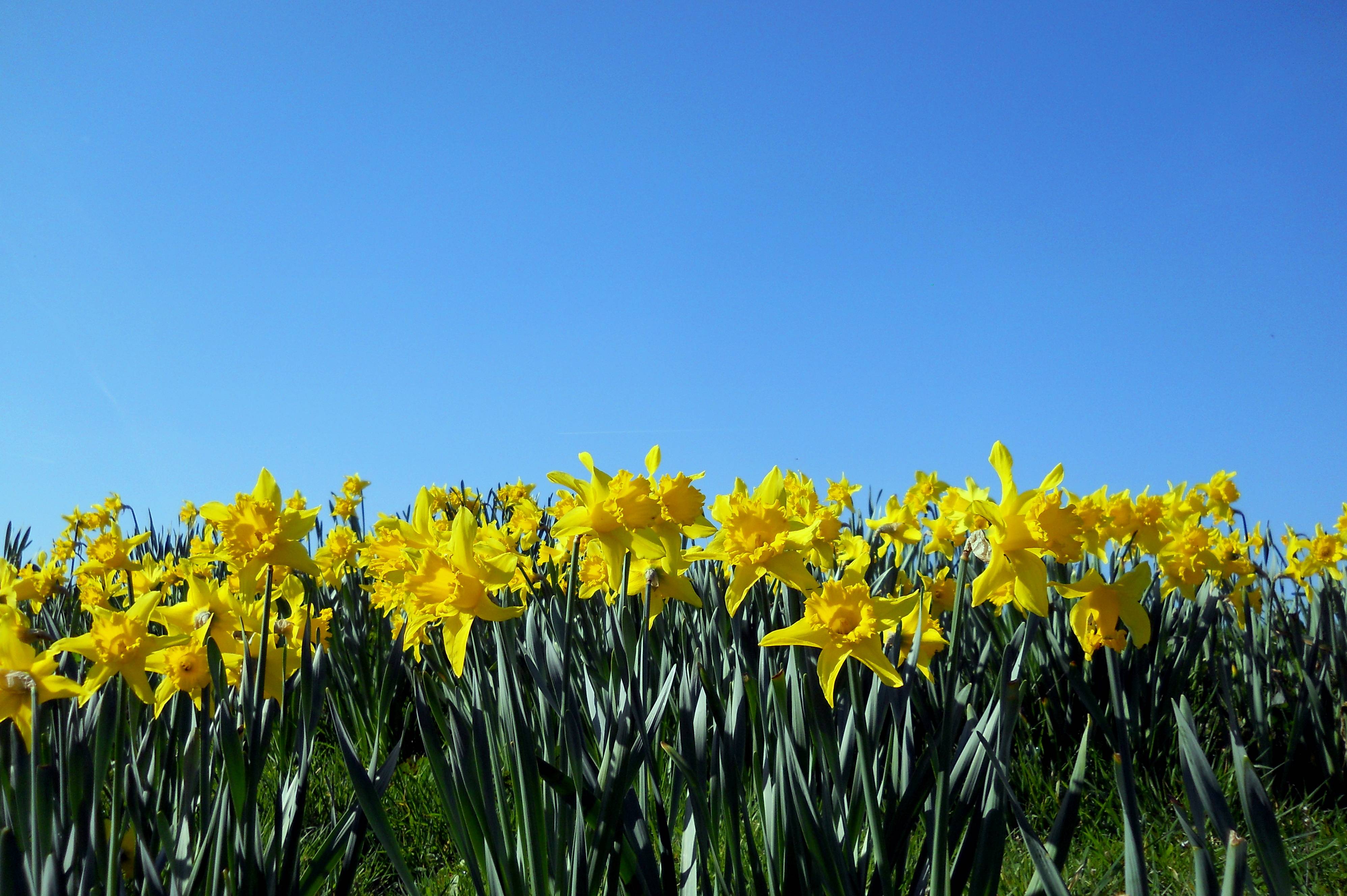 Daffodil spring